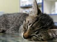 猫为什么会得白血病?猫白血病预防方法