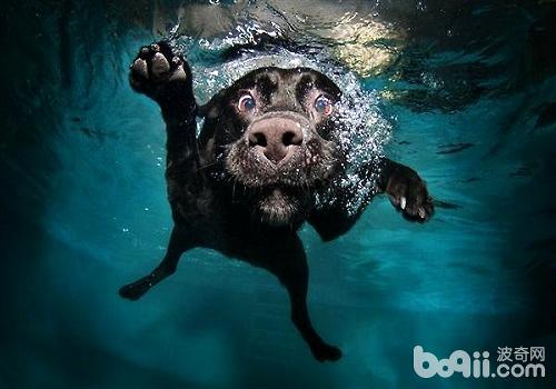 狗狗游泳的注意事项都有哪些？
