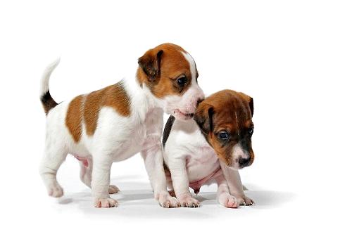 新出生的幼犬宠物主应该如何护理？