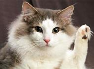 母猫绝育相关事项介绍 母猫为什么要绝育
