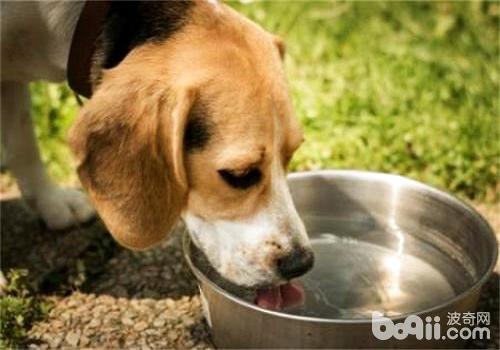 狗狗饮水的注意事项都有哪些？