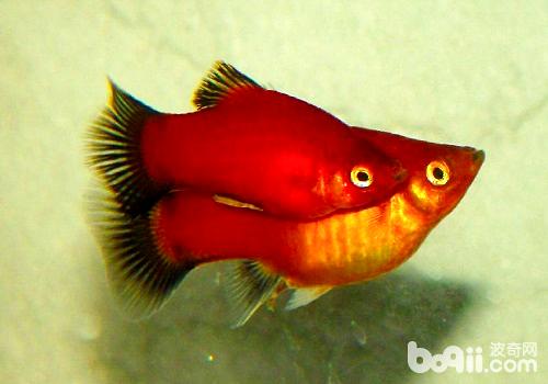 红月光鱼品种介绍 红月光鱼饲养方式