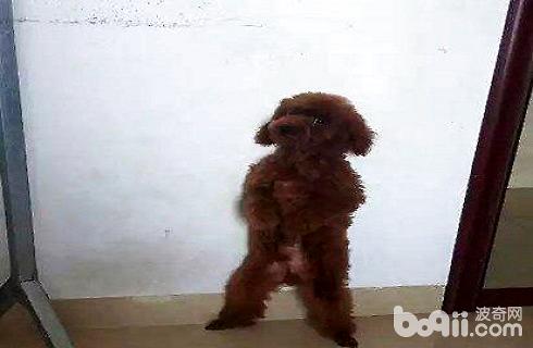 狗罚站