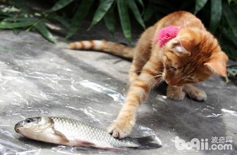 猫为什么喜欢吃鱼