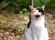 猫食欲不振怎么办?猫食欲不振原因分析