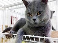 公猫最佳绝育时间?猫猫绝育多少钱?