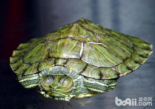 市面上最常见的乌龟