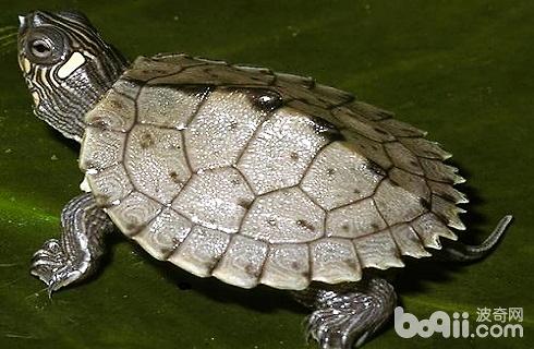 市面上最常见的乌龟