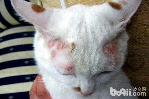 貓的皮膚病有哪些？