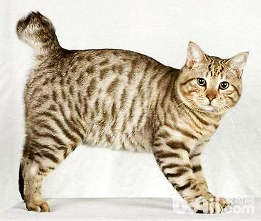 最大的猫是什么品种？