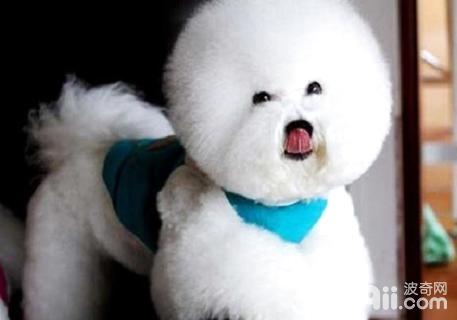 比熊喜欢吃什么
