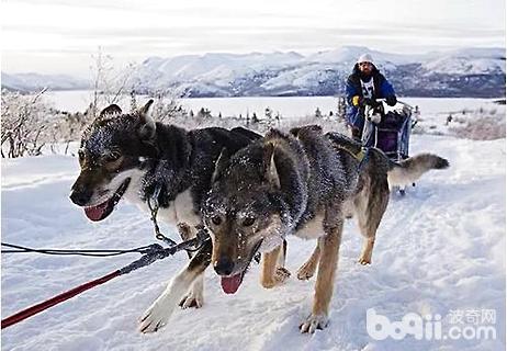 雪橇犬有几种6,塞佩莱西伯利亚雪橇犬(seppala siberian sleddog,是