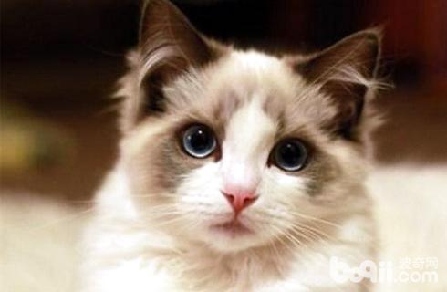布偶猫和暹罗猫哪个好?布偶猫和暹罗猫区别