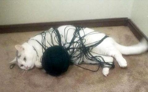 猫为什么爱玩毛线球