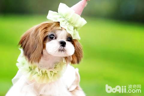 西施犬怎么修剪 西施犬怎么修剪