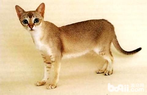 新加坡猫多少钱一只