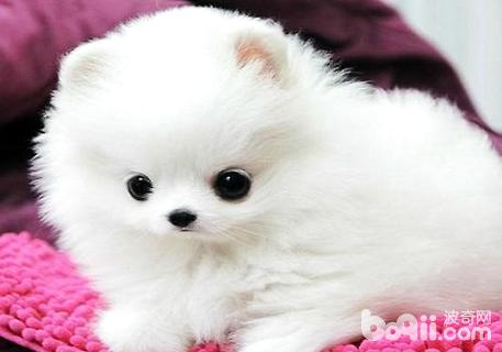 博美犬最长寿命是多少