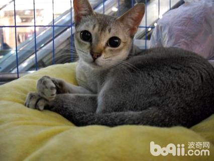 新加坡猫多少钱一只