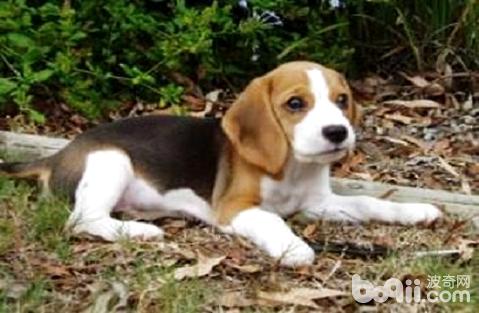 猎兔犬怎样喂养