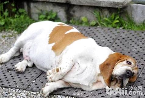  狗狗胖怎么减肥