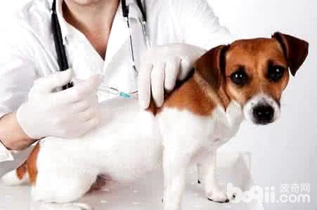 幼犬打疫苗多少钱