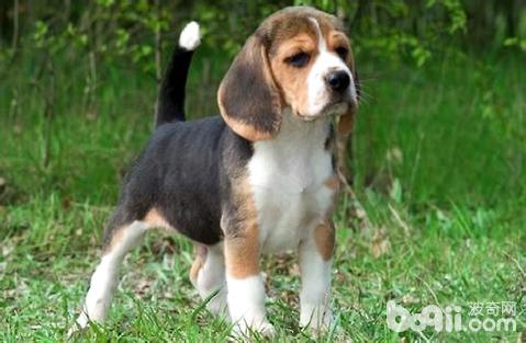 猎兔犬怎样喂养