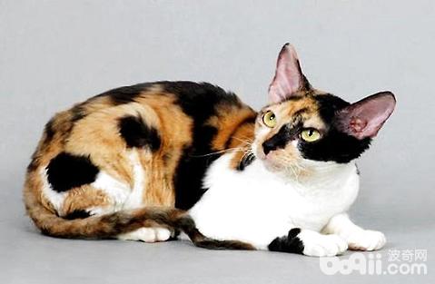 柯尼斯卷毛猫多少钱