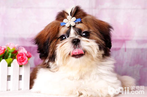 拉萨犬和西施犬的区别