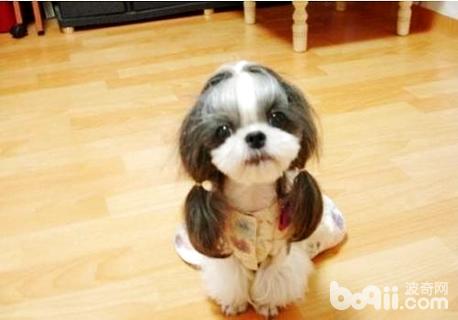 拉萨犬和西施犬的区别