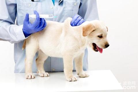 幼犬疫苗怎么打