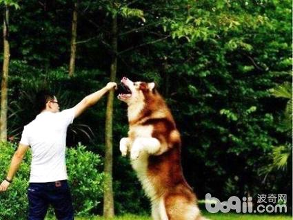 巨型阿拉斯加犬价格