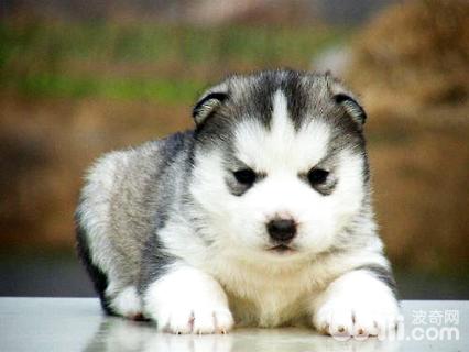 哈士奇幼犬狗粮