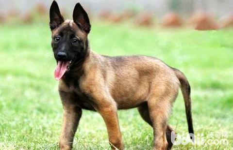 马犬性格