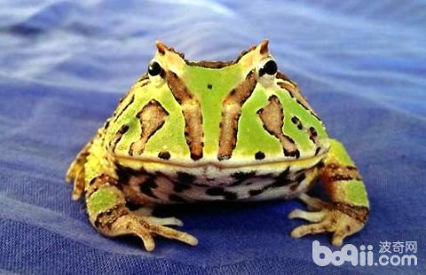 角蛙怎么养 角蛙新手入门饲养教程 爬虫品种 波奇网百科大全