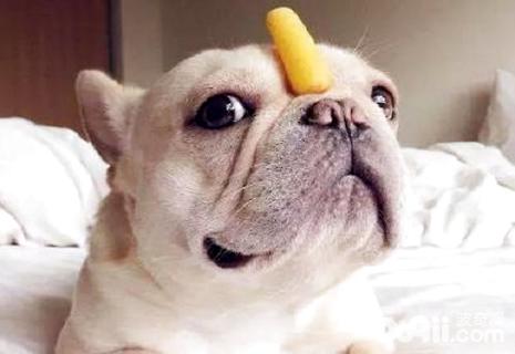 幼犬什么时候驱虫