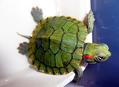 巴西龜可以干養嗎？巴西龜可以干養多久？