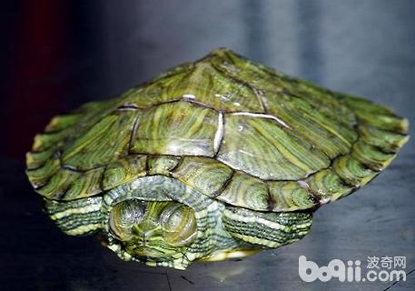 巴西龟可以干养吗