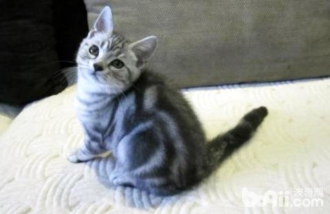 银虎斑猫饲养|猫咪品种-波奇网