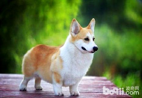 最萌的狗狗