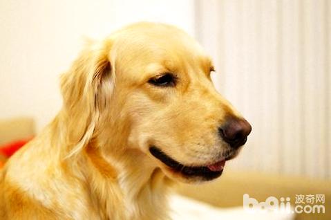 最萌的狗狗