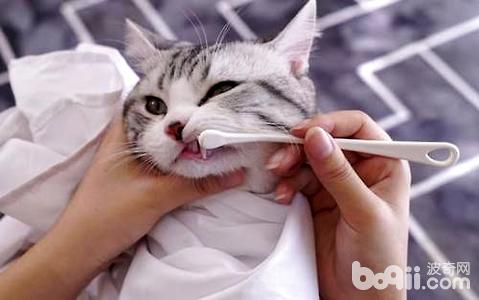 猫咪需要刷牙吗