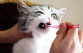 貓咪需要刷牙嗎？貓多大開始刷牙