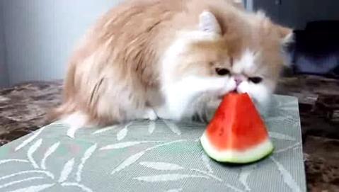 猫可以吃西瓜吗