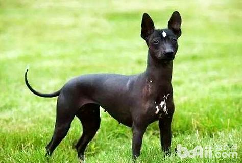 印加无毛犬