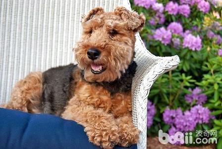 威尔士梗犬怎么喂养