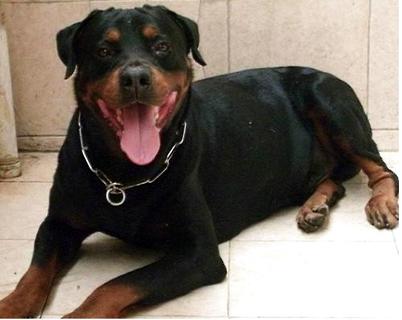 罗威纳犬性格