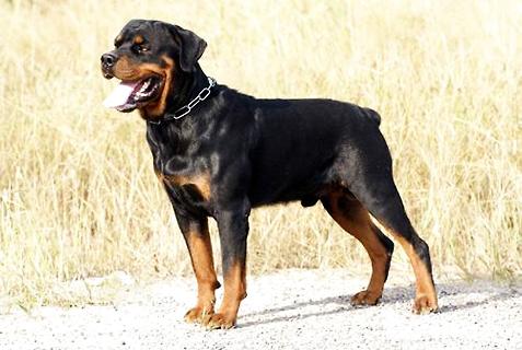 罗威纳犬性格