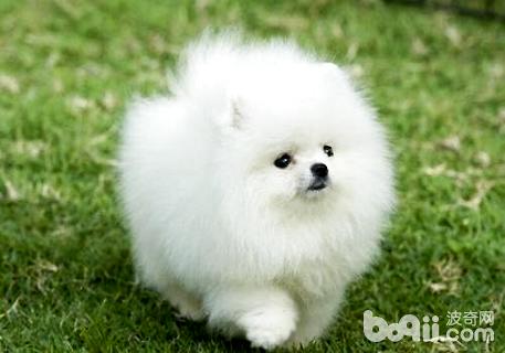 养博美犬要注意什么 养博美犬要注意什么