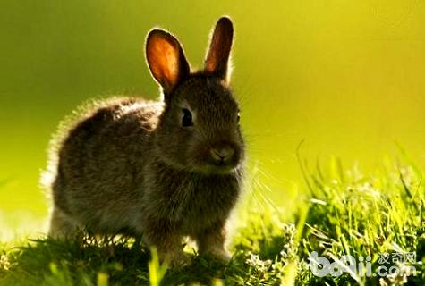 宠物兔能活多久?宠物兔寿命