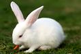 宠物兔能活多久？宠物兔寿命